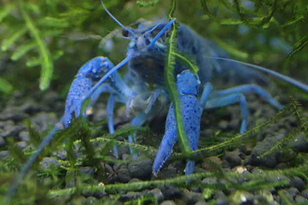 濃いブルーのドワーフザリガニ 大きくならない青いザリガニ飼育 天然の赤いミナミヌマエビブリード ヒルプラナリアハンター